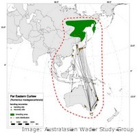 Migration paths of the Eastern Curlew